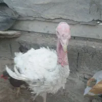دو عدد بوقلمون نر و ماده