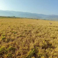 چلتوک طارم محلی|خدمات باغبانی و درختکاری|دره شهر, |دیوار