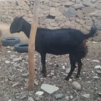 بزمری|حیوانات مزرعه|زاهدان, |دیوار