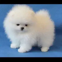 سگ پامر پامرانین