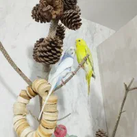 مرغ عشق|پرنده|هشتگرد, فاز ۱ مهستان|دیوار