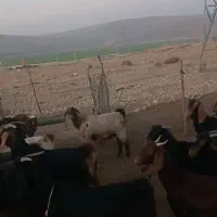 بز فروشی