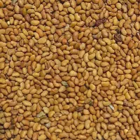 بذر/تخم یونجه اصل قارقلوق. بوجاری شده