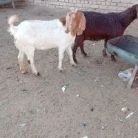 دو عدد بز ابستن سنگین وزن فروشی