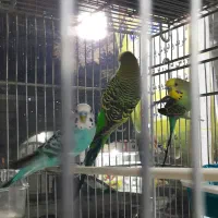 مرغ عشق انگلیسی|پرنده|تهران, جوادیه تهرانپارس|دیوار