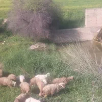 ۳راس گوسفند