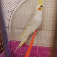 عروس هلندی نر