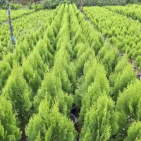 گیاهان ضعیفه تغذیه اصولی رو شروع کن.