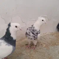 کبوتر طوق سرور