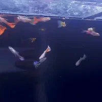 ماهی گوپی|ماهی|دینور, |دیوار