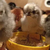 جوجه های کاکلی محلی و ریشو و مشکی زیر قیمت