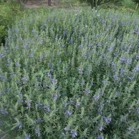 بادرشبی درجه یک برای عرق گیری