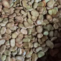 باقلا خوراکی و بذری|خوردنی و آشامیدنی|ری, شهید غیوری (ابن باویه)|دیوار