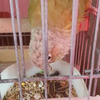 گرینچک نر آناناسی|پرنده|شاهین‌شهر, عطار|دیوار