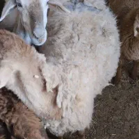 میش بره دار یکی نر یکی ماده بره بزرگ|حیوانات مزرعه|آشخانه, |دیوار