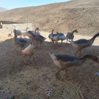 غاز محلی|حیوانات مزرعه|سقز, |دیوار