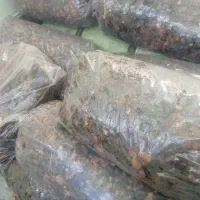 خرما برای لواشک و دام و ..‌‌وخرمای خوردن