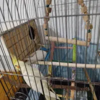 واگذاری پرنده