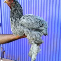 مرغ ونیمچه خروس وجوجه برهما|حیوانات مزرعه|قائم‌شهر, |دیوار