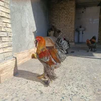 تخم مرغ نطفه دار برهما