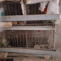 قفس مخصوص مرغ وخروس وغیره وجفت طوقی باجوجه