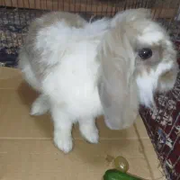 خرگوش لوپ