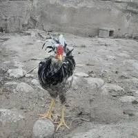 مرغ و خروس طوسی و سیاه خال ریز