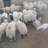 ۱۵ تا بره نر