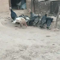 بوقلمون|حیوانات مزرعه|زاگرس, |دیوار