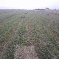یونجه