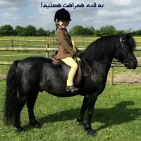 آموزش سوارکاری پانسیون محمدشهر و مهرشهر