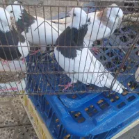 کبوتر طوقی|پرنده|دره شهر, |دیوار