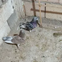 2عدد سرور