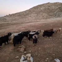 سلام ۲۰ راس بز آبستن جوان|حیوانات مزرعه|زرین آباد, |دیوار