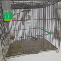 فنچ جفتکا با تخم و جوجه