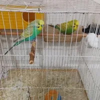 جفت مرغ عشق زیبا
