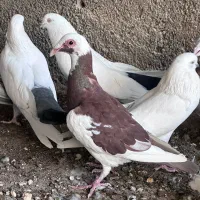 کفترکله اسبی|پرنده|قم, پردیسان|دیوار