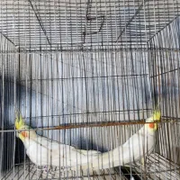 عروس هلندی|پرنده|آمل, |دیوار