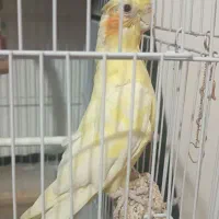 عروس هلندی ماده