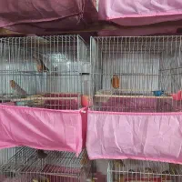 فروش قناری|پرنده|اردکان, |دیوار