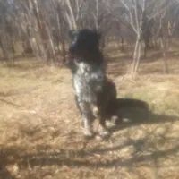 حیوانات خانگی|سگ|همدان, |دیوار