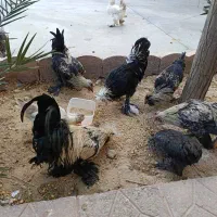 فروش مرغ و خروس سلطان