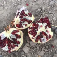 انار یاقوتی|عمده‌فروشی|ملایر, |دیوار