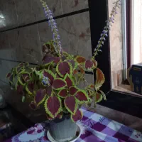 یک عددگل و گلدونش|گل و گیاه طبیعی|زرگرشهر, |دیوار