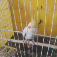 عروس هلندی نر|پرنده|درمیان, |دیوار