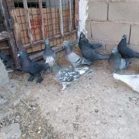 بل نر بازیکن سبز زاغ|پرنده|ریگان, |دیوار