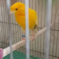 قناری نر سوپر بخون