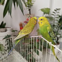 یک جفت مرغ عشق مولد 6تخم و دستی