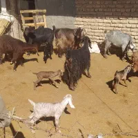 15راس بز زایده|حیوانات مزرعه|کرمانشاه, |دیوار