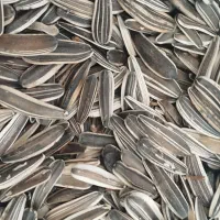 تخمه سنقری|خوردنی و آشامیدنی|روانسر, |دیوار